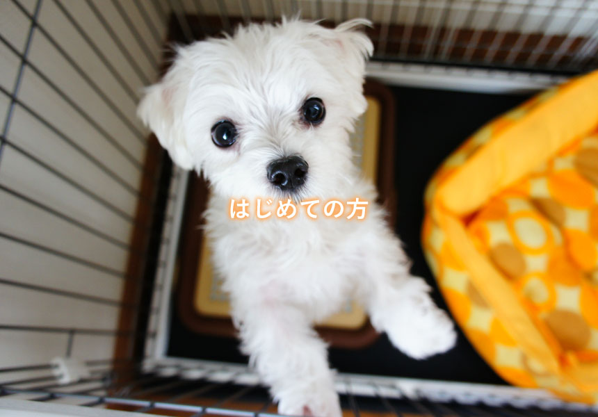 はじめての方