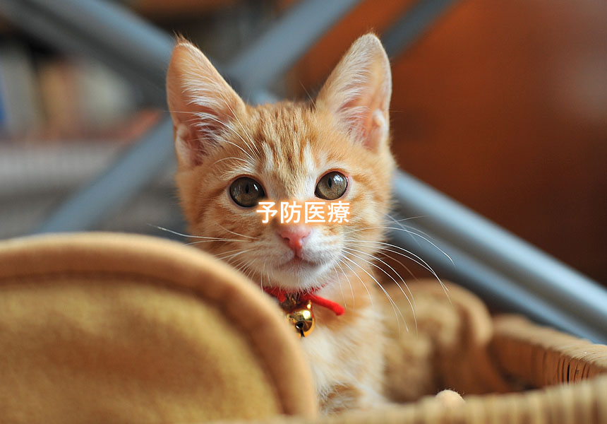 予防医療