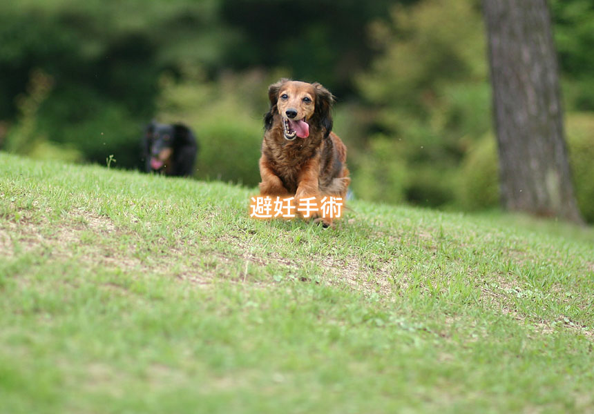 避妊手術