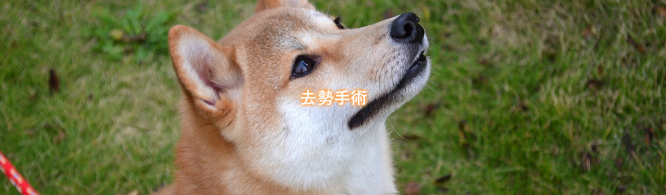 去勢手術