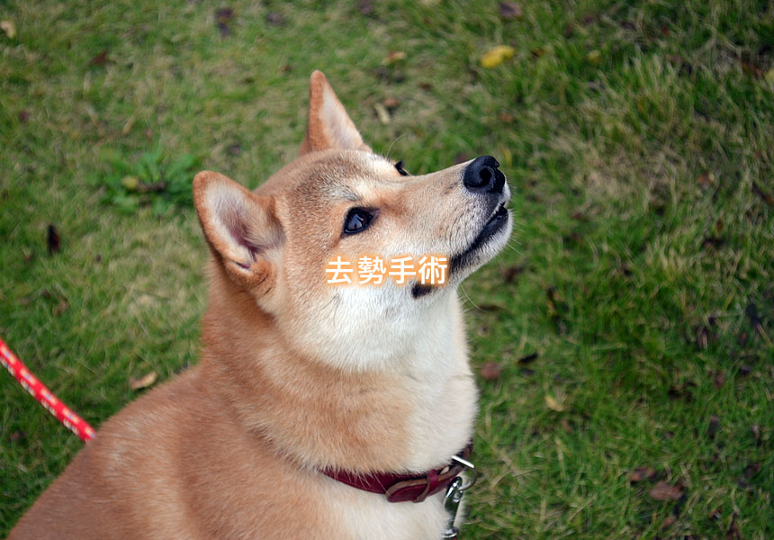 去勢手術