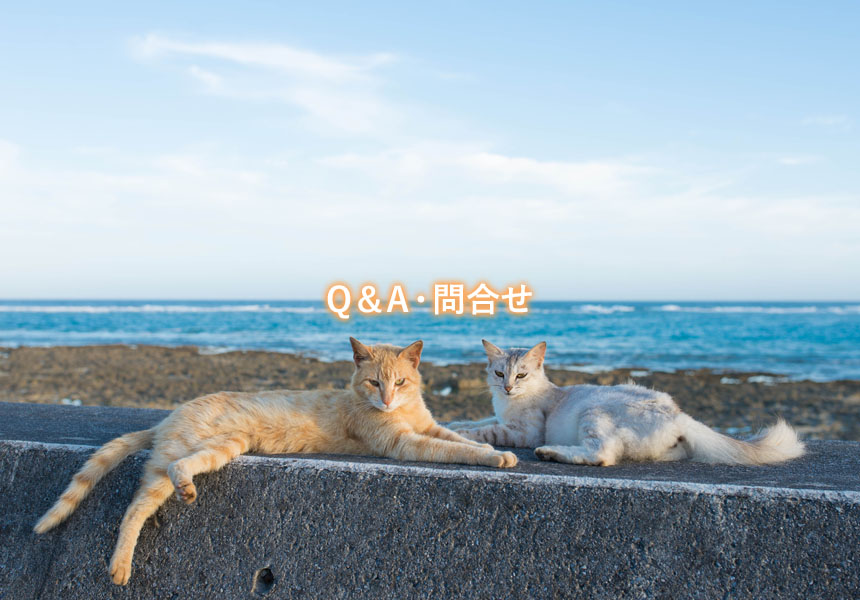 Q＆A・問合せ