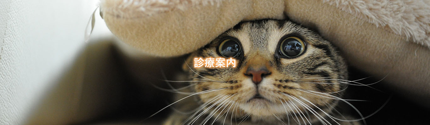 診療案内