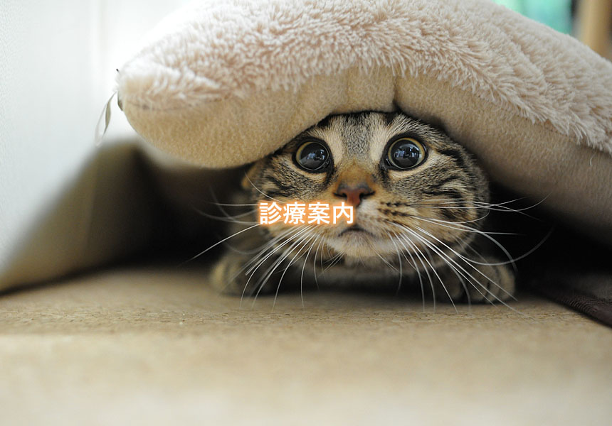 診療案内