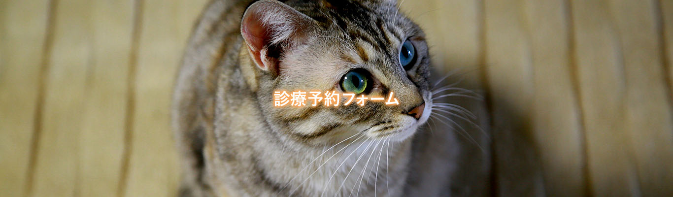 診療予約フォーム