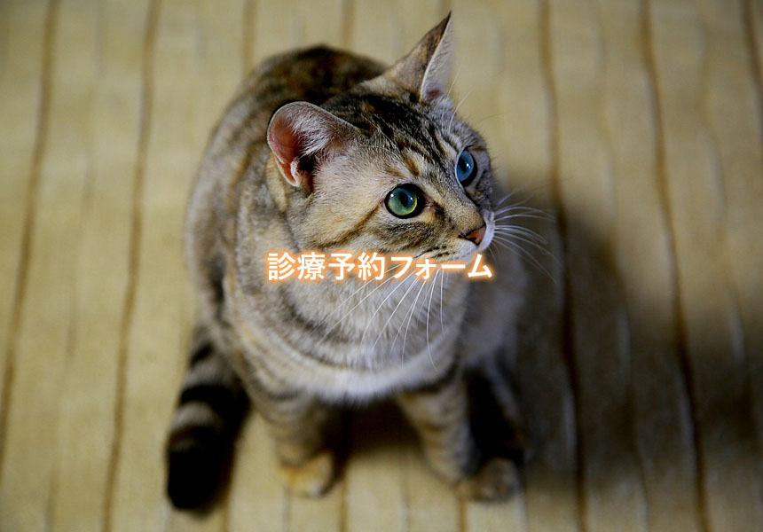 診療予約フォーム